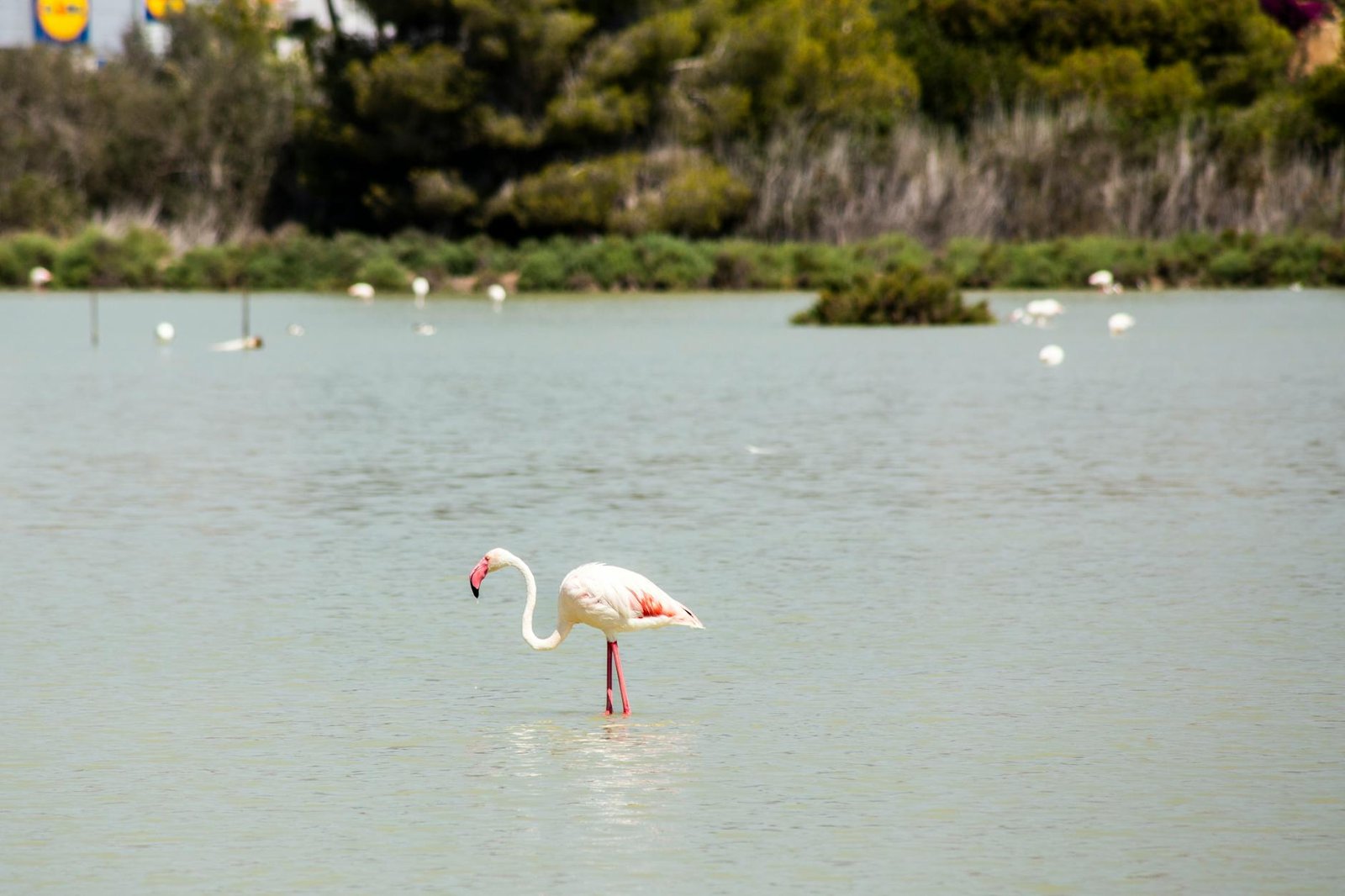 A flamingo wading in a tranquil lagoon in Calpe, Spain, surrounded by lush greenery.