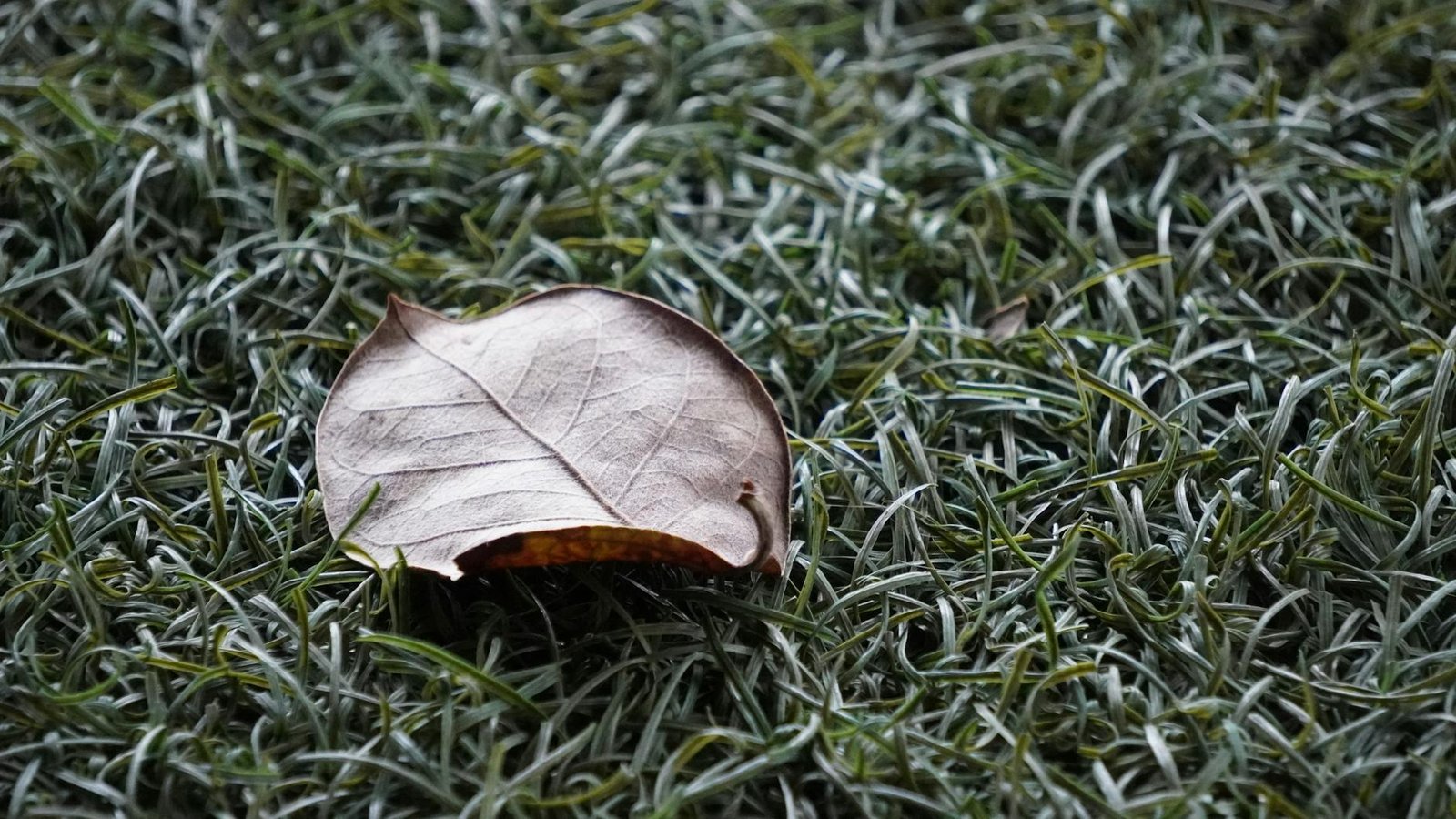 Close-up of a dry leaf on grass in Boquete, Panama. Natural autumn texture.