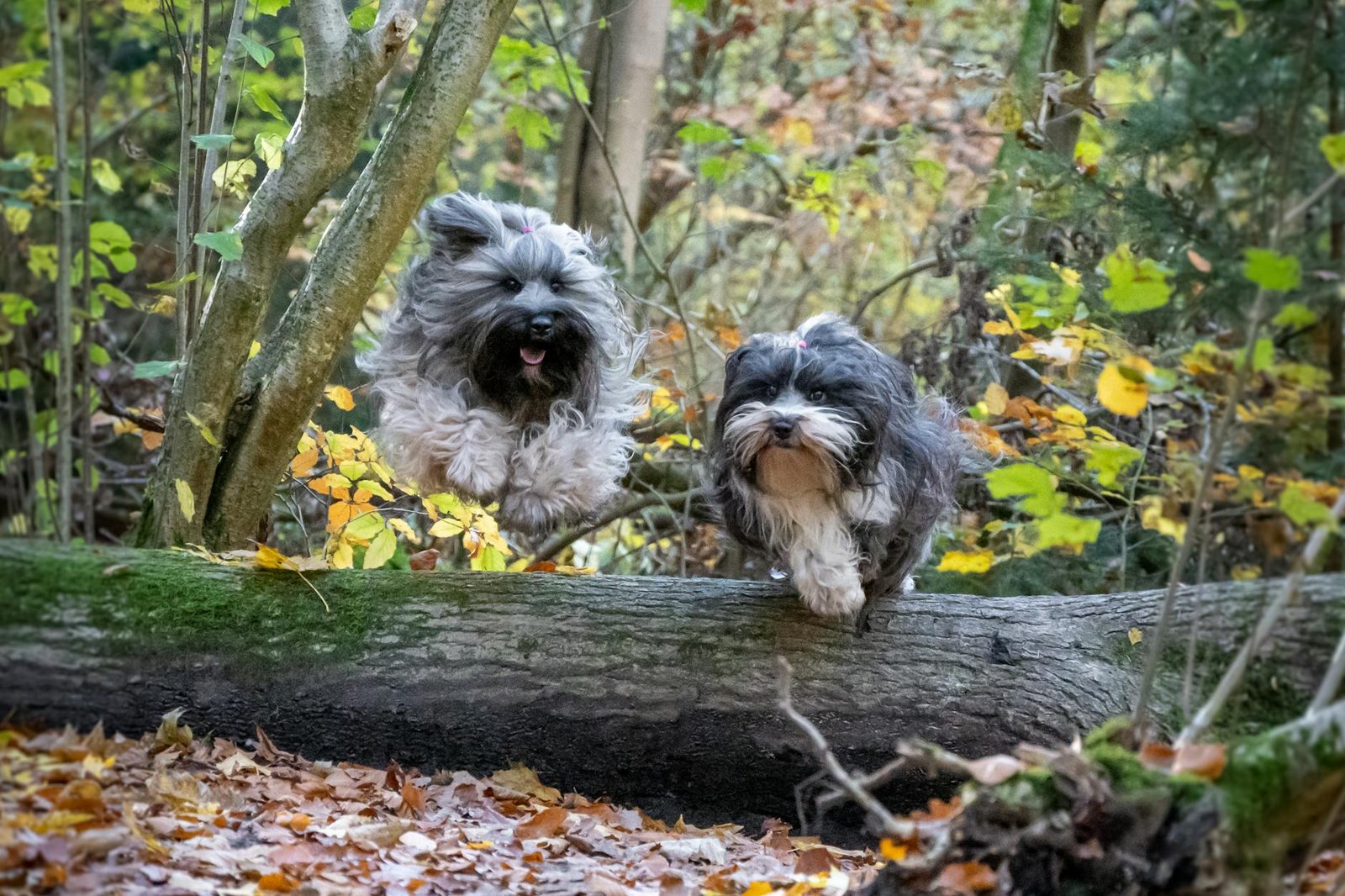 Two delighted dogs leap over a moss-covered log in a vibrant autumn forest.
