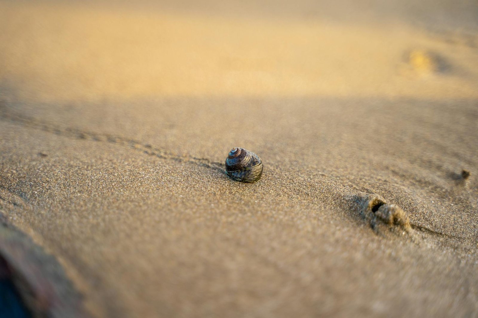 Close-up of a single seashell on the sandy shores of Maspalomas, capturing the essence of a serene beach scene.
