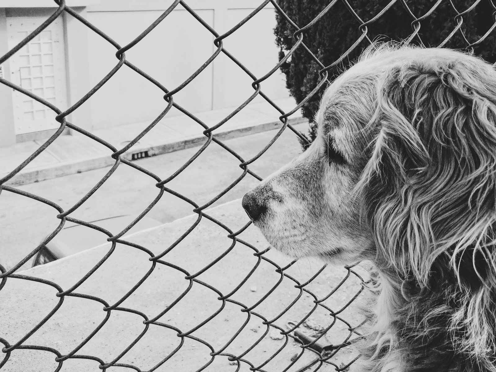 A thoughtful monochrome image of a dog gazing through a chain link fence.